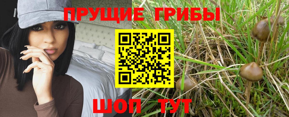 Галлюциногенные грибы Psilocybine cubensis Свободный